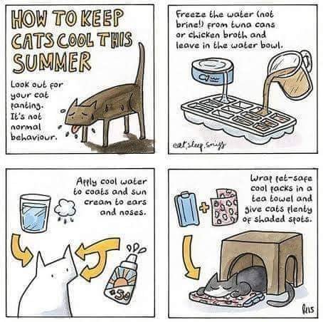 Top ten ways to help your cat beat the heat