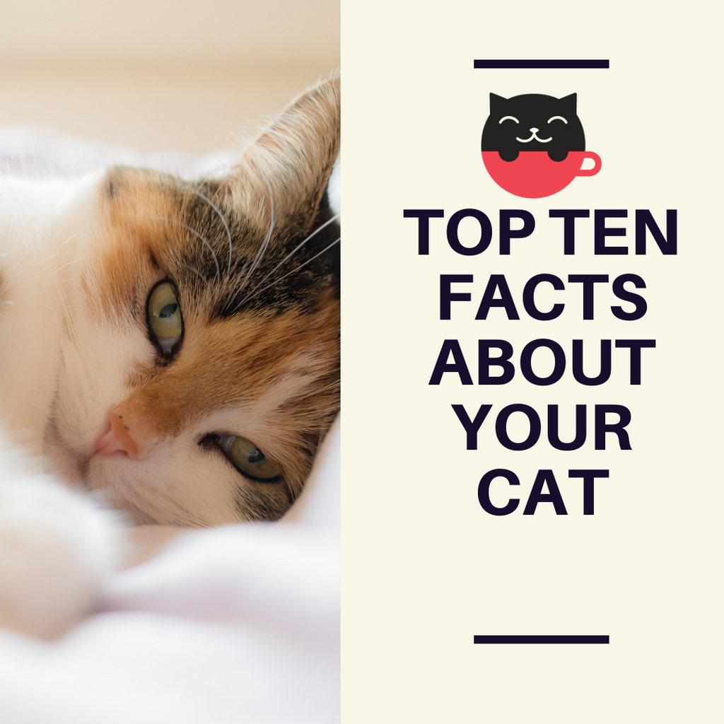 Top ten facts we bet you didn't know about your cat!