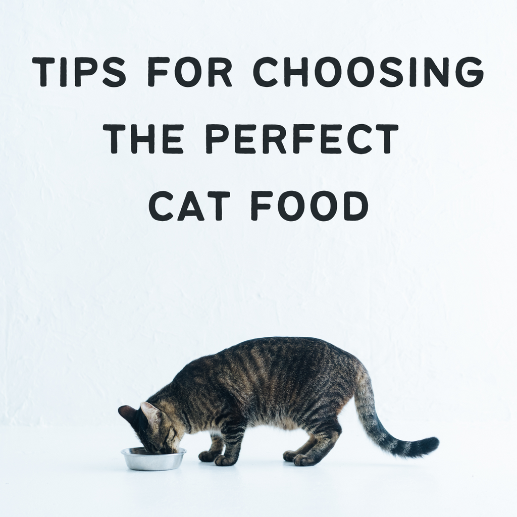 How to tell if your cat food is good for your cat