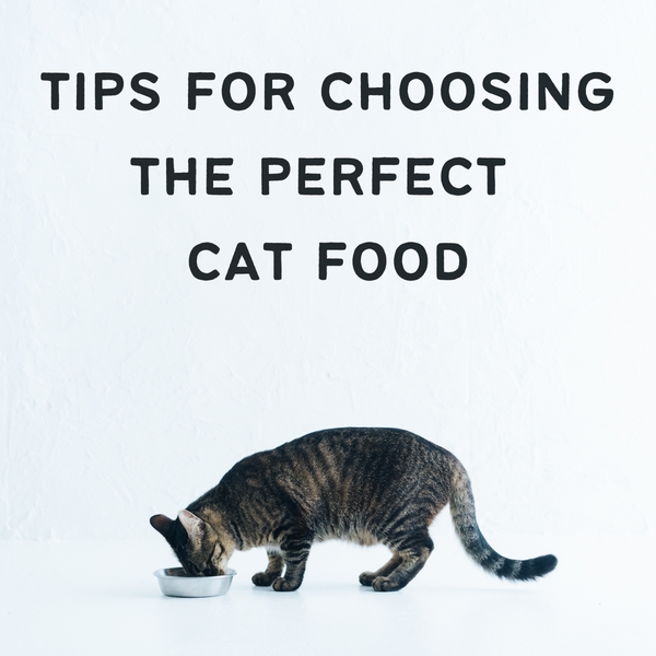 How to tell if your cat food is good for your cat Kitties Cream