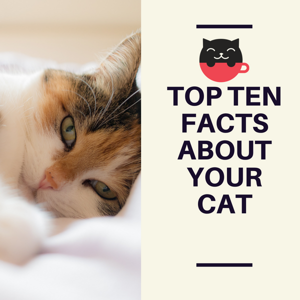 Top ten facts we bet you didn't know about your cat! | Kitties & Cream