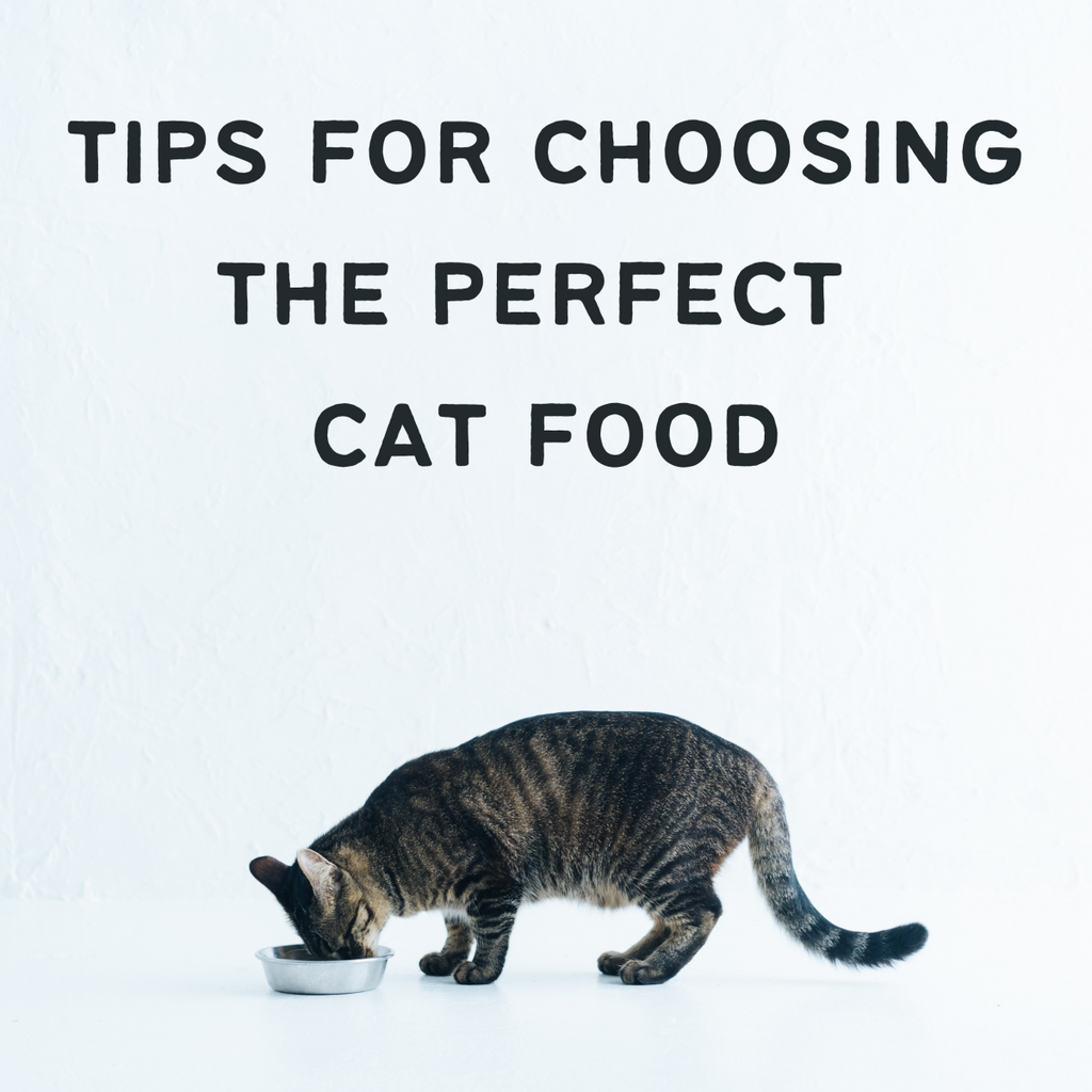 Best cat food for my cat online