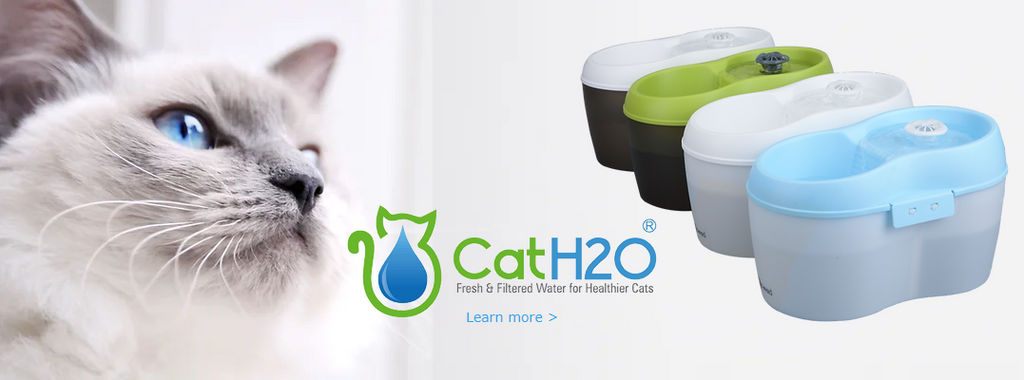 Cat H2O