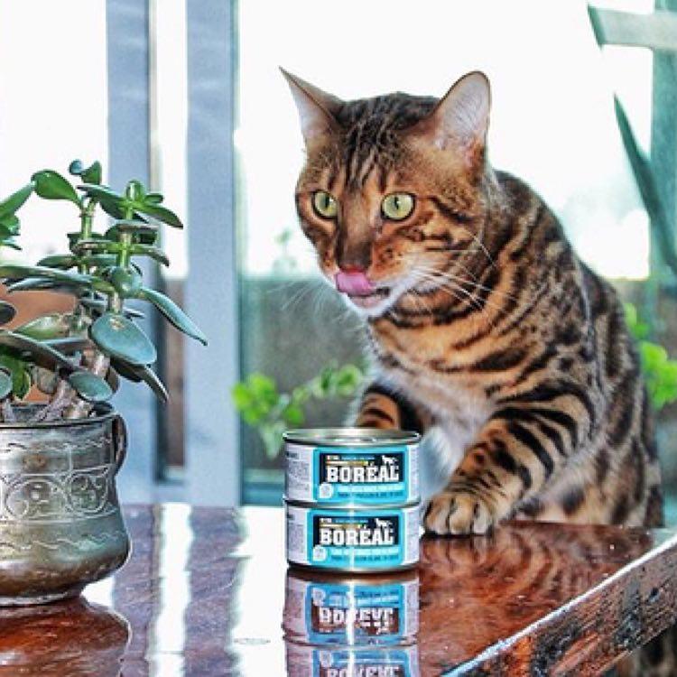 Cat is standing with front paws on table, licking lips. Can of Boreal wet cat food is on the table