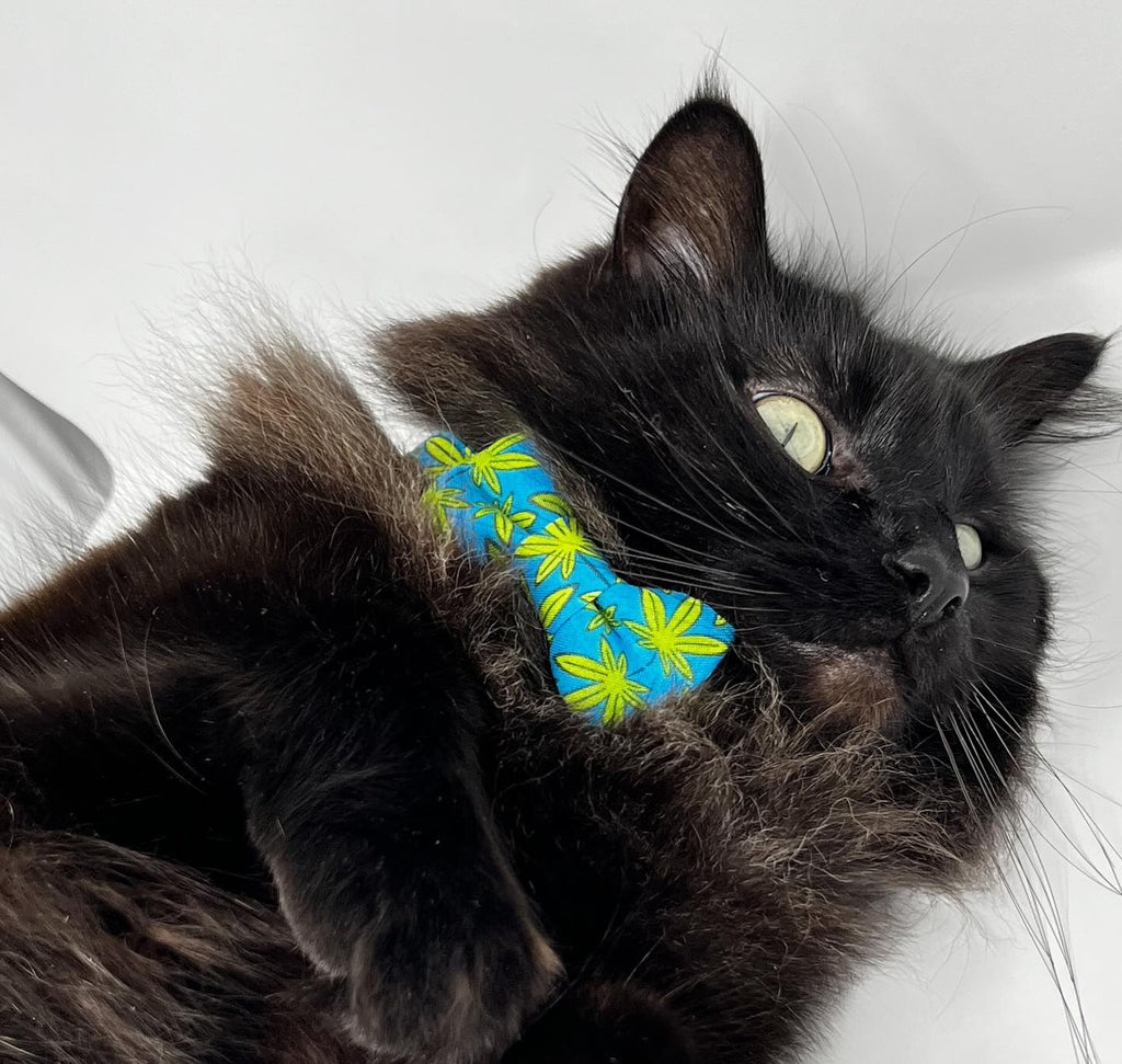 Meowie Wowie Cat Collar with Bow Tie