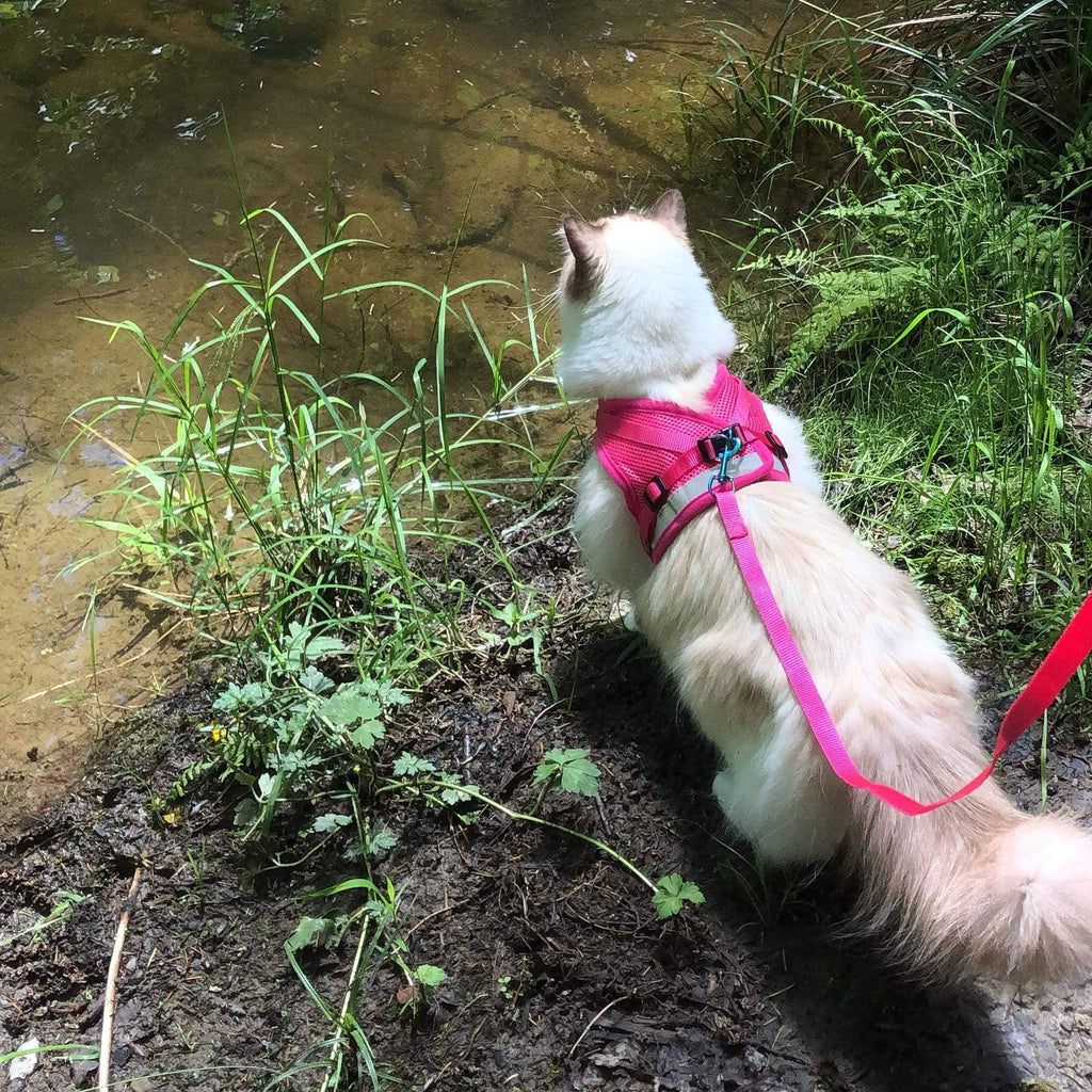 "The Purrfectly Pink" Iridescent Harness & Leash Set