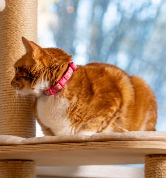 Orange cat with a pink collar sitting on a cat tree