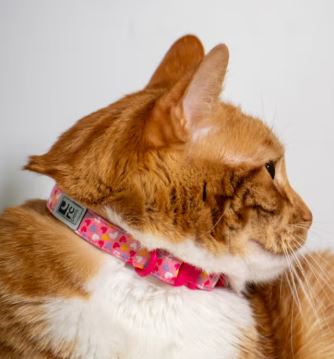 Cat wearing a colorful collar with a white background