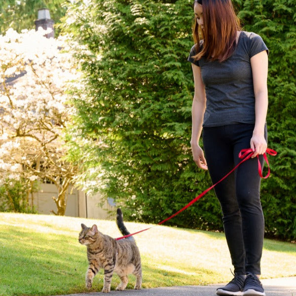 Woman walking a cat on a leash in a park-like setting