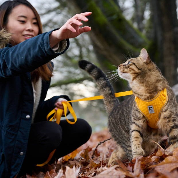 Woman with a cat on a leash in a forest setting
