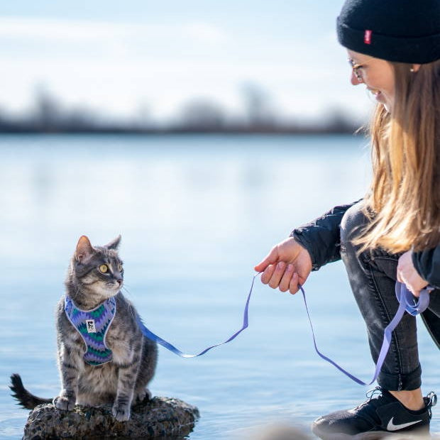 Person with a cat on a leash by a body of water