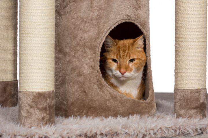 Kitty Power Paws Siberian Mountain Cat Tree Tower Perch with Condo