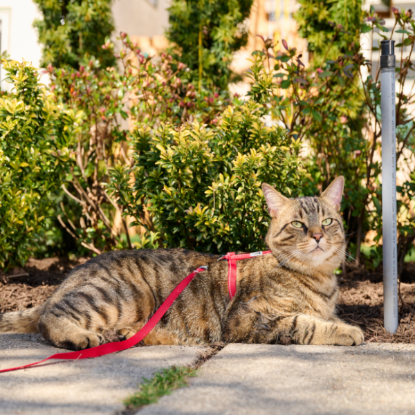 Cat on a leash lying on a sidewalk with greenery in the background