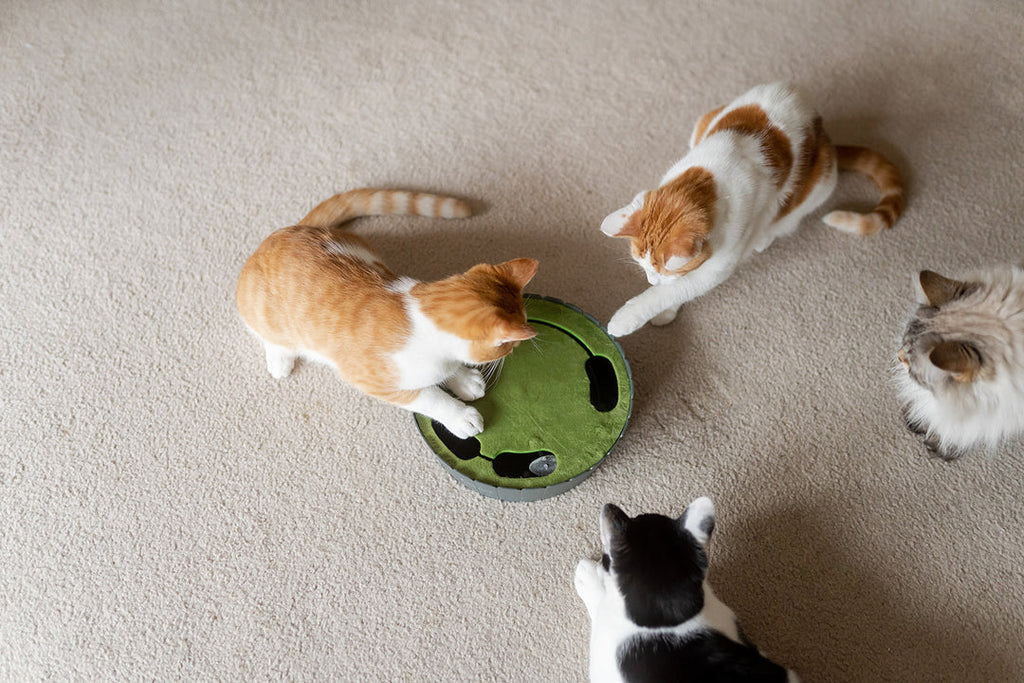 PLAY Peek-A-Boo Mouse Electronic Interactive Cat Toy