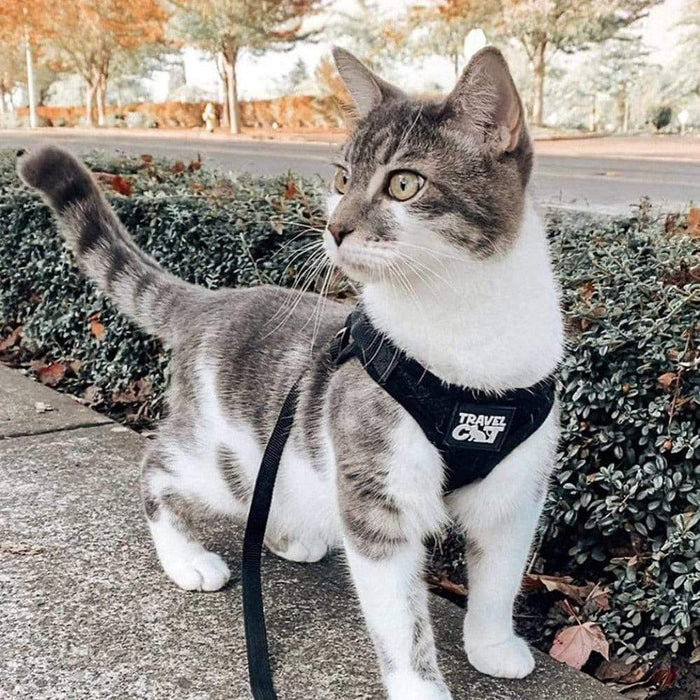 The True Adventurer Cat Harness and Leash Set Kitties Cream