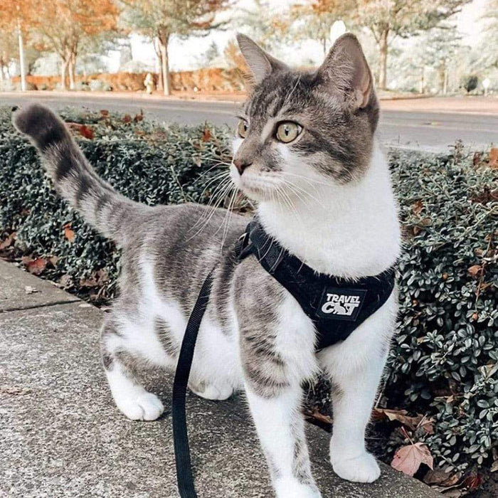 Kitty harness and leash hot sale
