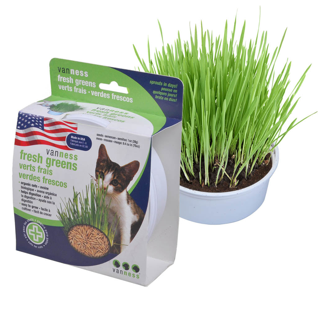 Oat grass garden kit